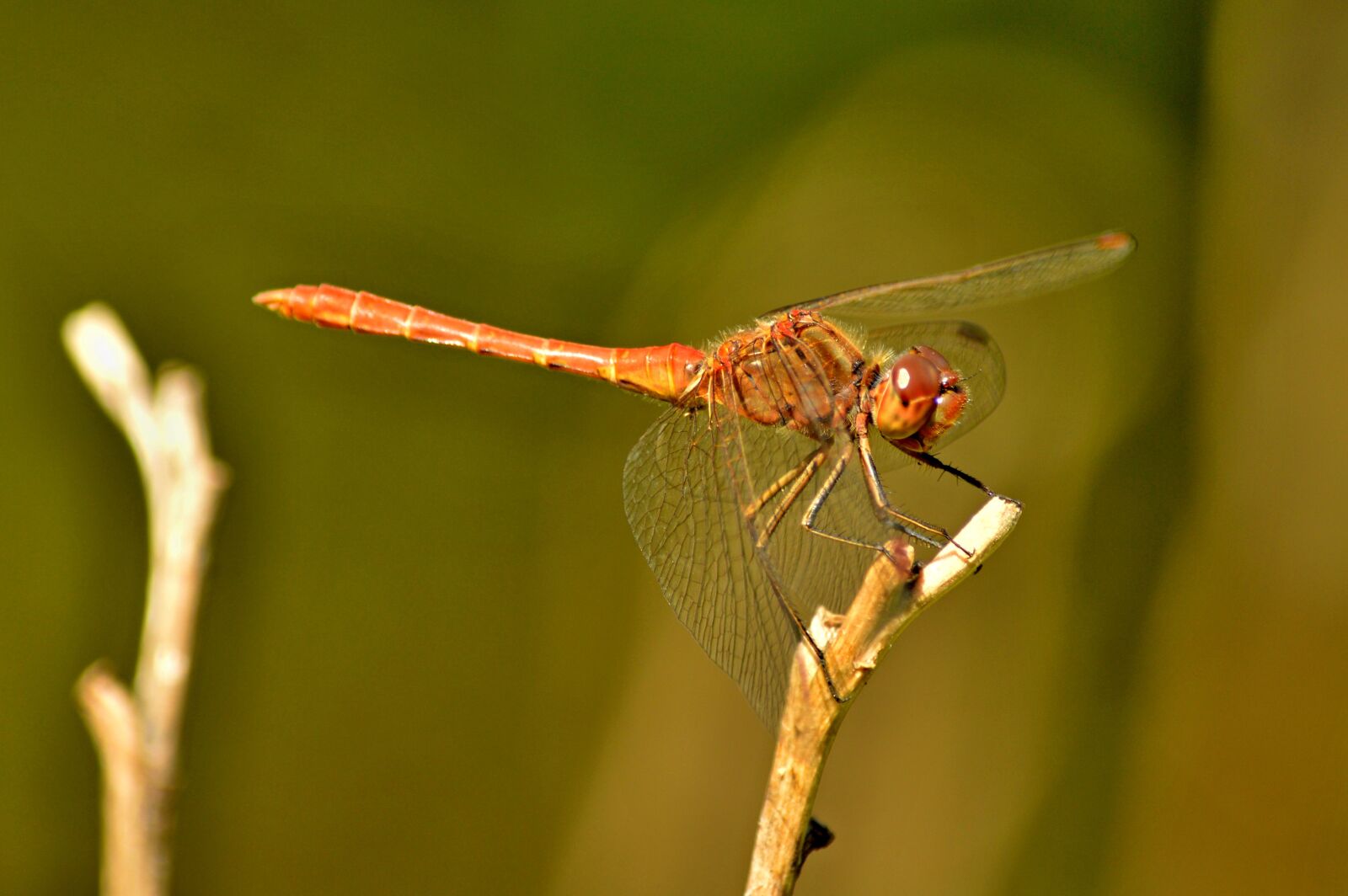 Nikon D3200 sample photo. Dragonfly, summer, garden photography