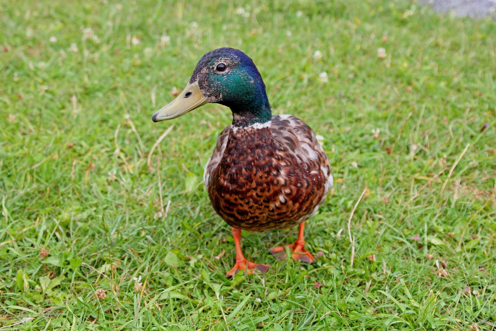Canon EOS 60D sample photo. Duck, animal, water bird photography