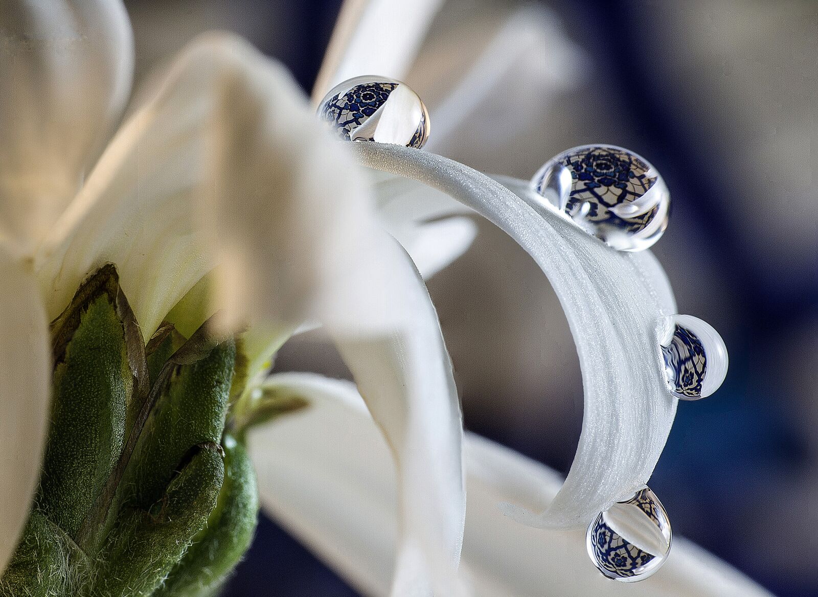 Canon EOS 7D sample photo. Drop, flower, macro photography