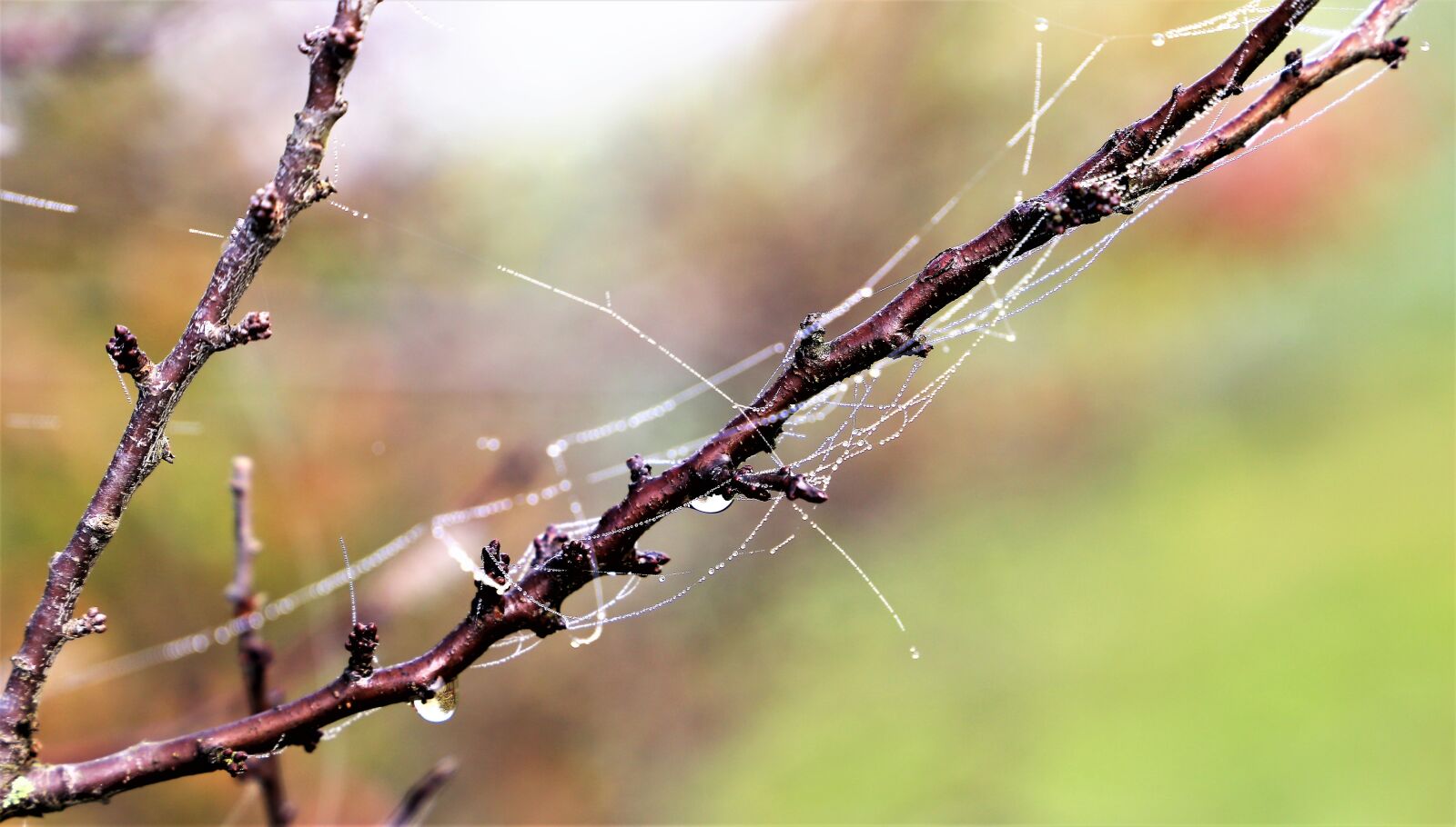 Canon EOS 6D sample photo. Morning, spider net, cobweb photography