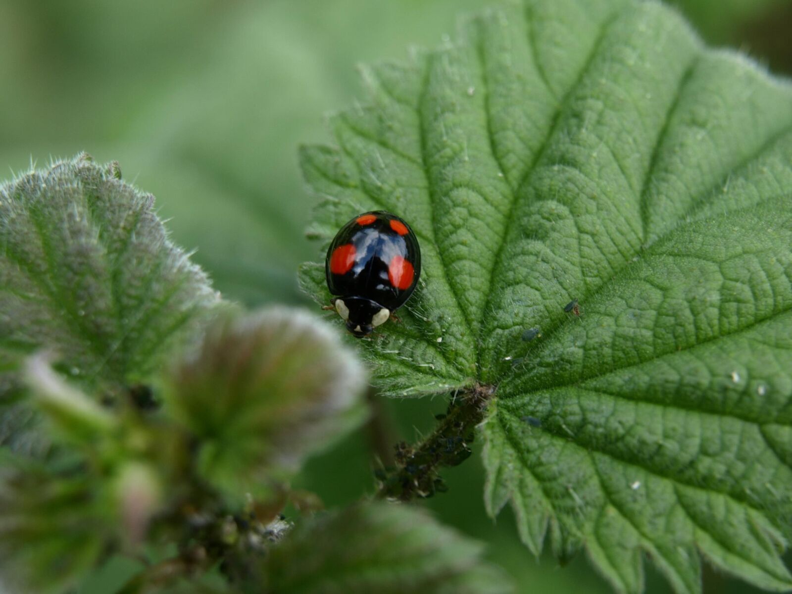Olympus E-510 (EVOLT E-510) sample photo. Red point beetle, beetle photography