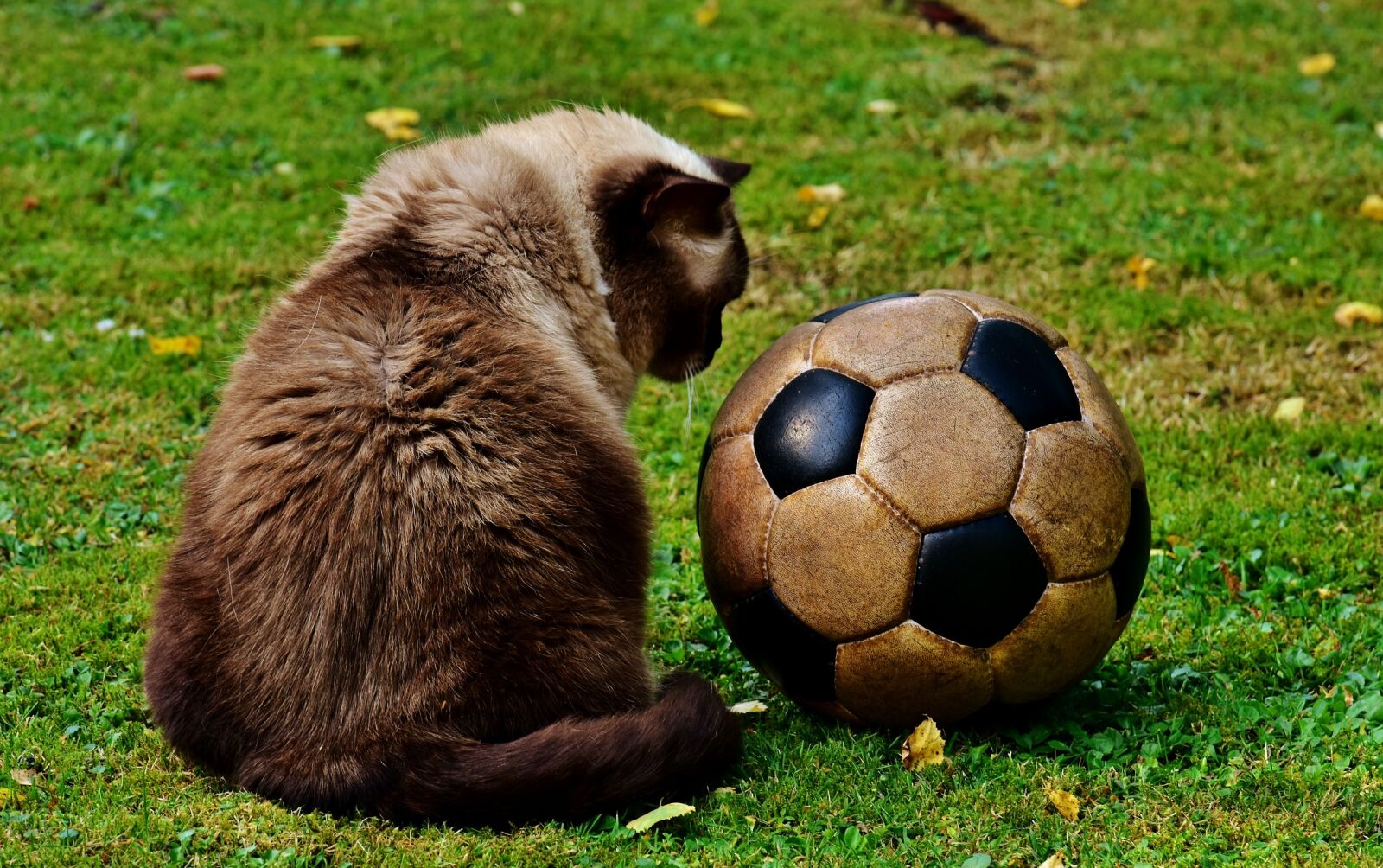 Nikon D7200 sample photo. Cat, football, funny photography