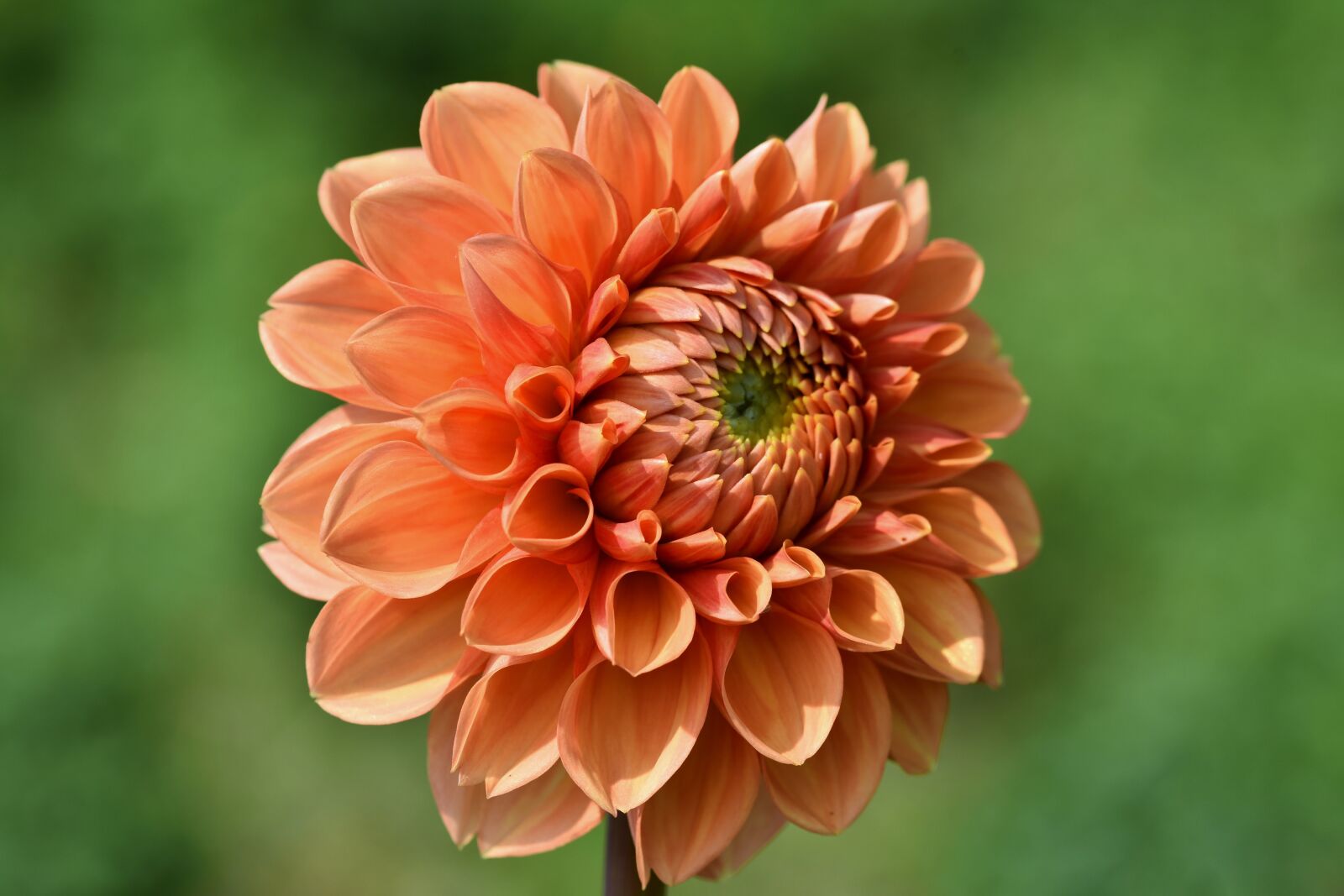 Nikon D7200 sample photo. Dahlia, dahlias bud, flower photography