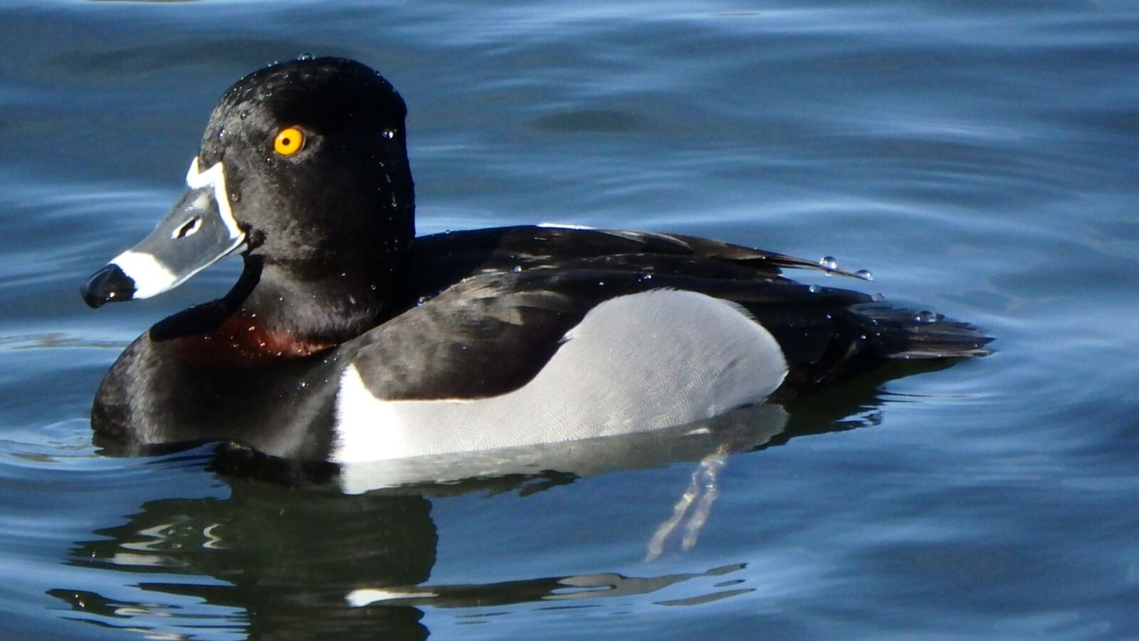 Olympus SP-100EE sample photo. Bird, duck, ring-necked duck photography