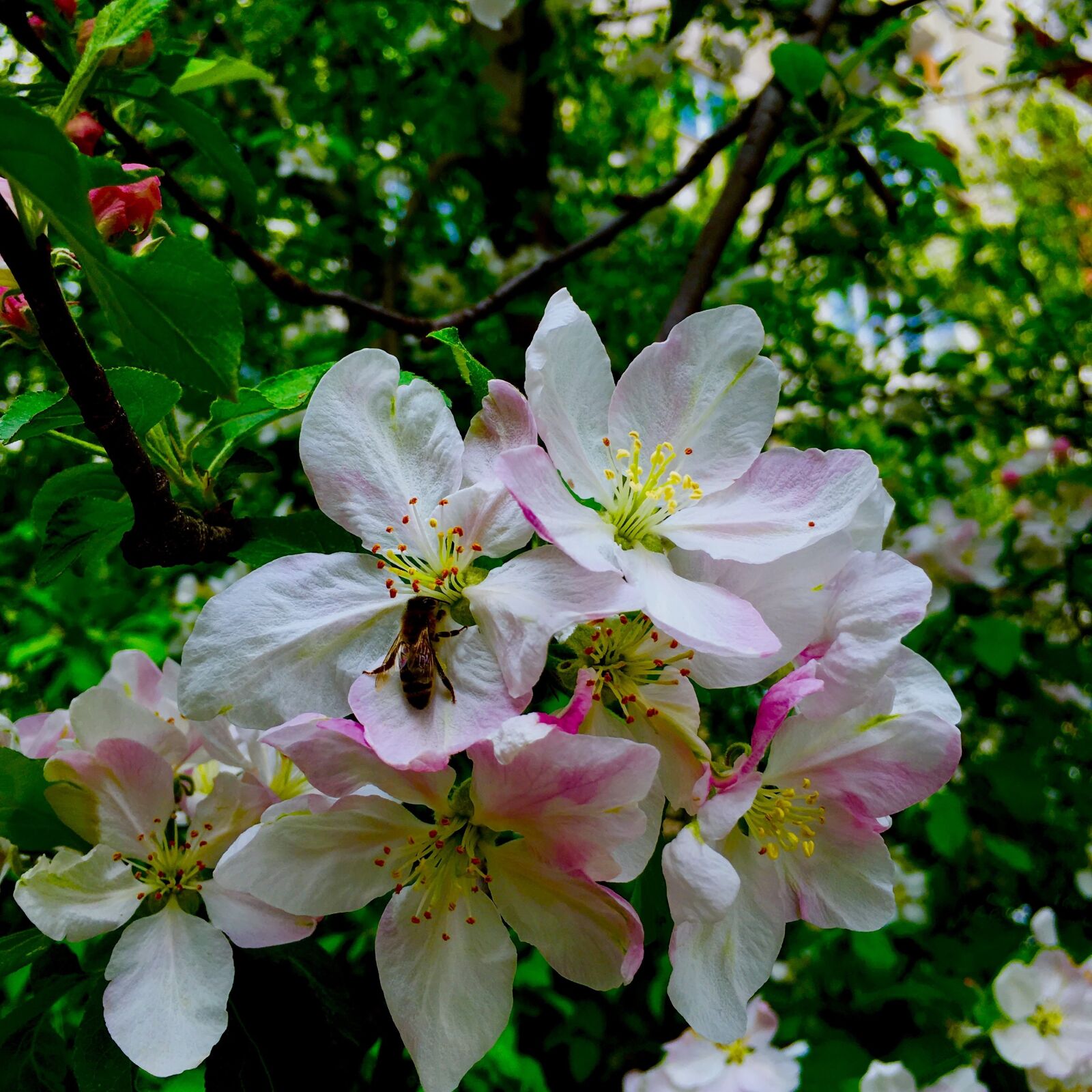 Apple iPhone 6s sample photo. Flowers, spring, bee photography