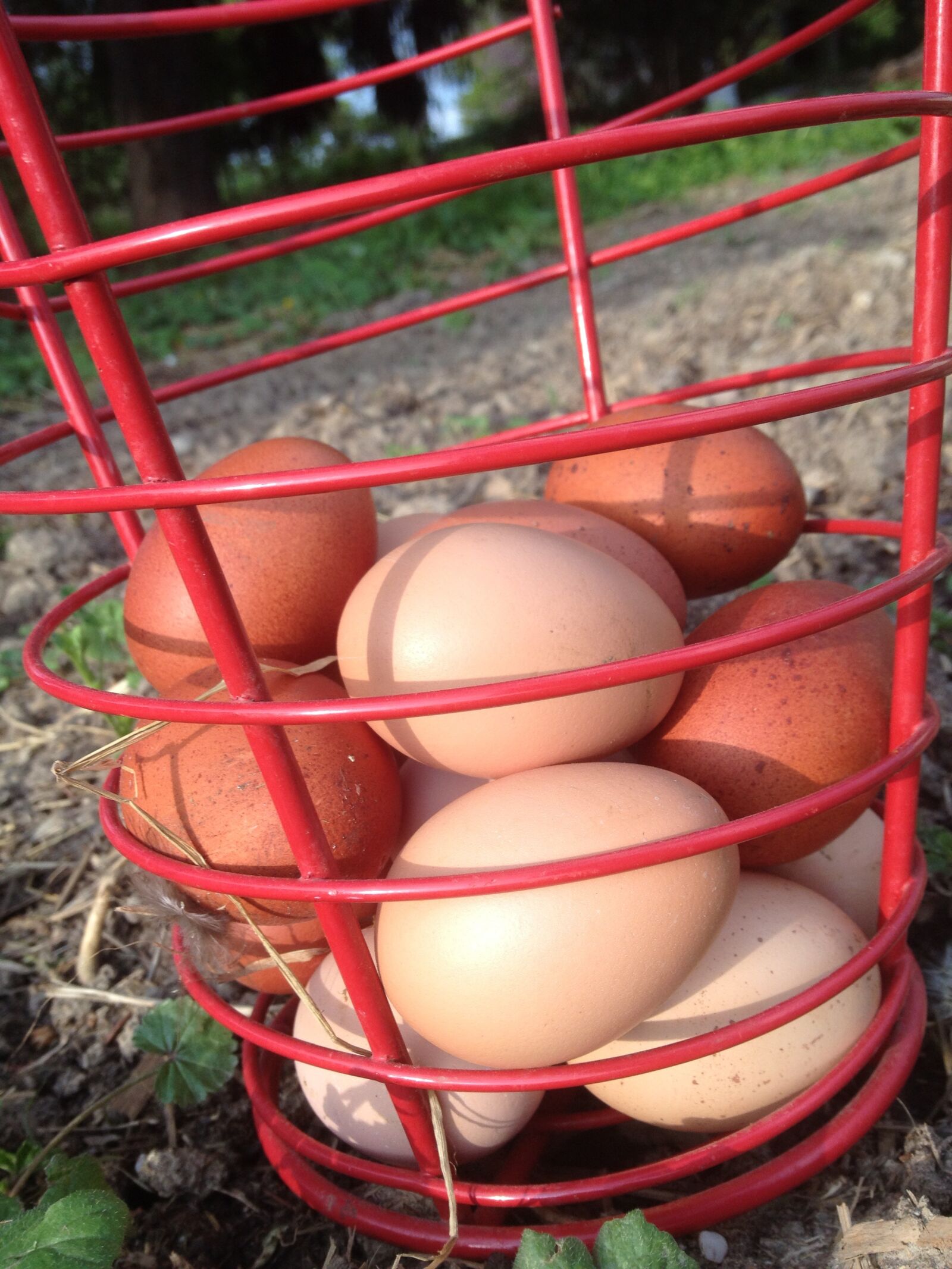 Apple iPhone 4S sample photo. Eggs, fresh, local photography