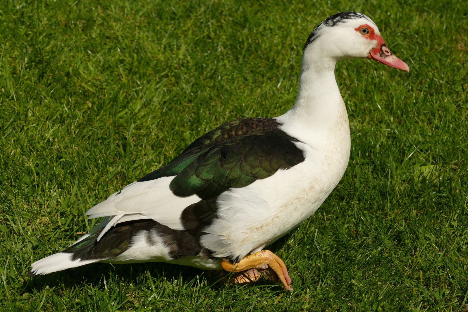 Panasonic Lumix DMC-FZ1000 sample photo. Muskuseend, duck, bird photography