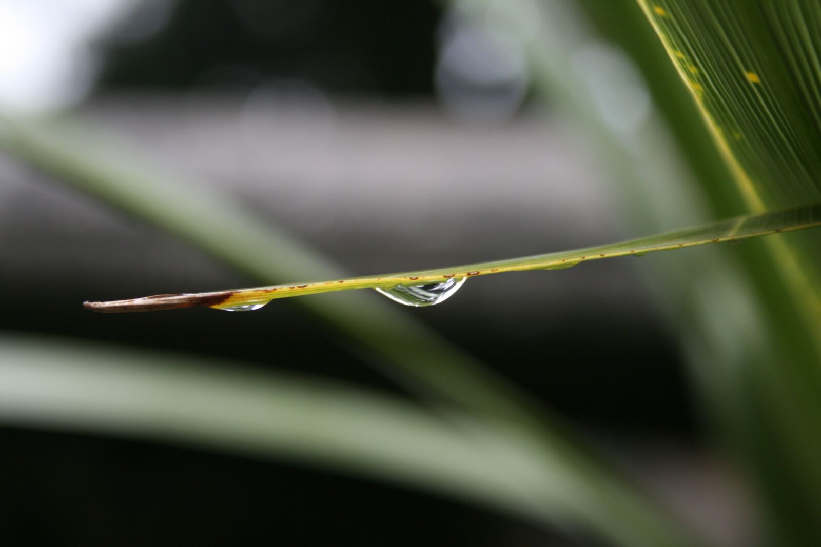 Canon EOS 400D (EOS Digital Rebel XTi / EOS Kiss Digital X) sample photo. Drop of water, halm photography