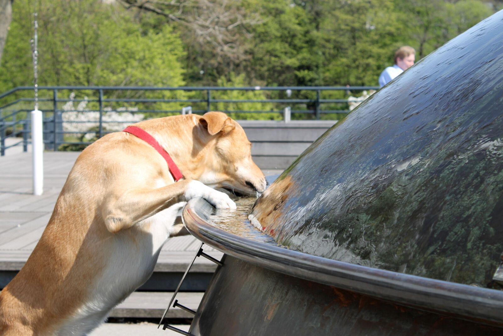 Canon EOS 1100D (EOS Rebel T3 / EOS Kiss X50) sample photo. Dog, water, hamburg photography