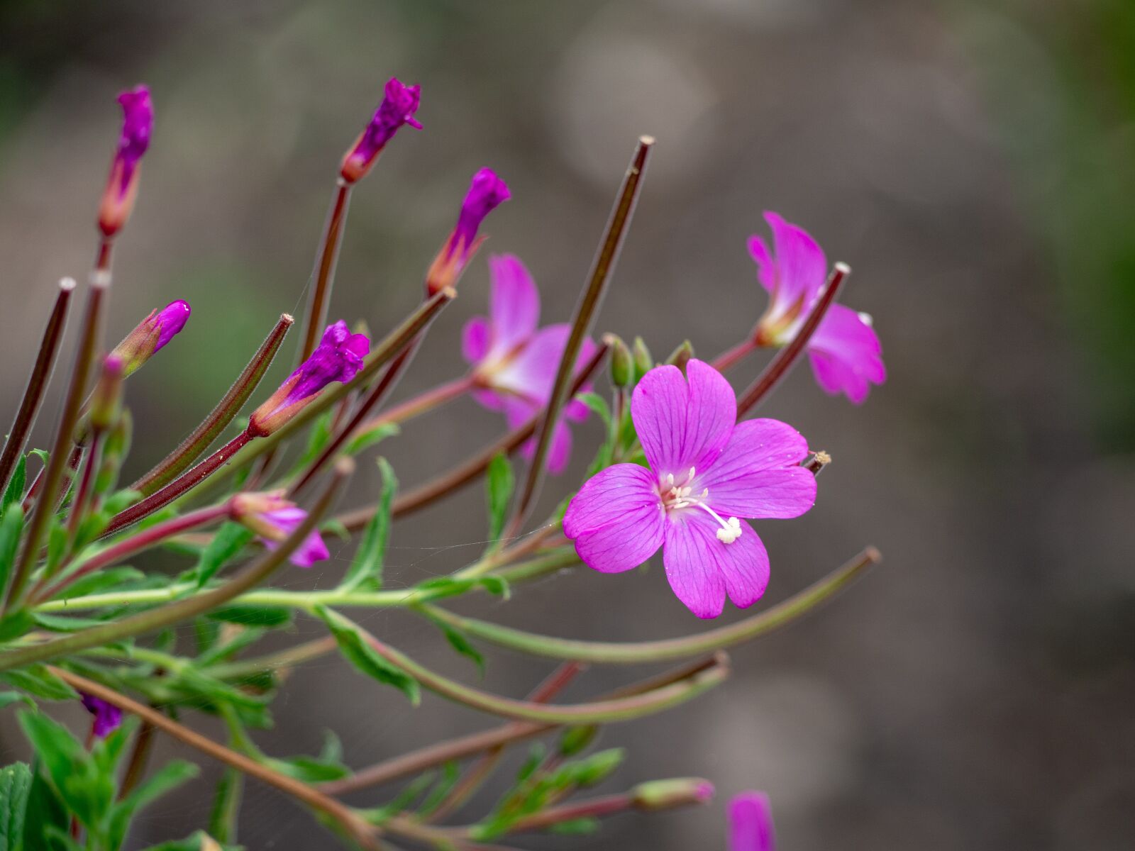 Olympus OM-D E-M10 II sample photo. Flower, nature, purple flower photography