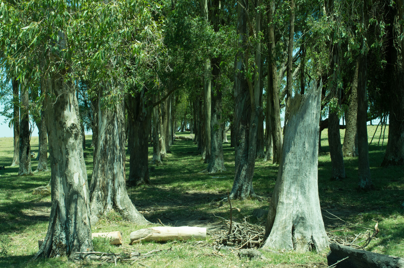Nikon D3200 sample photo. Between, forest, green, summer photography