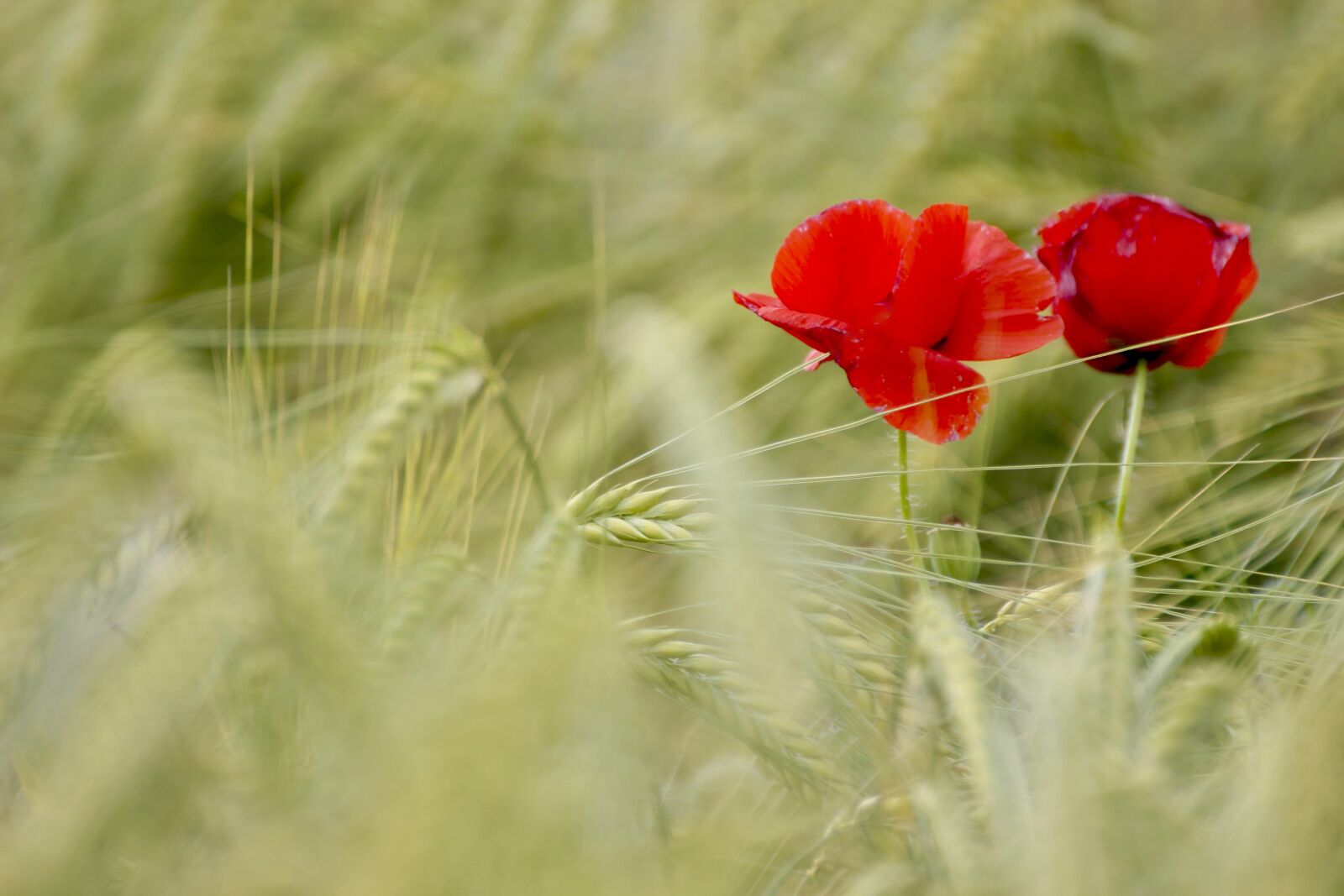Canon EOS 600D (Rebel EOS T3i / EOS Kiss X5) sample photo. Poppy, field, summer photography