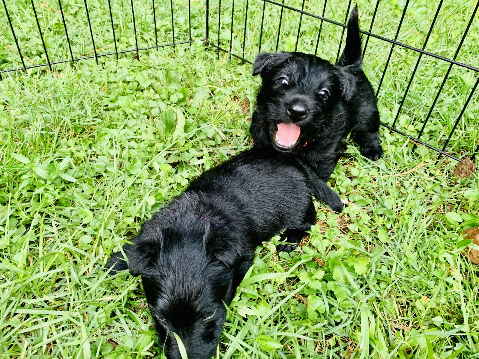 iPhone XR back camera 4.25mm f/1.8 sample photo. Scottie puppies, scottish terrier photography