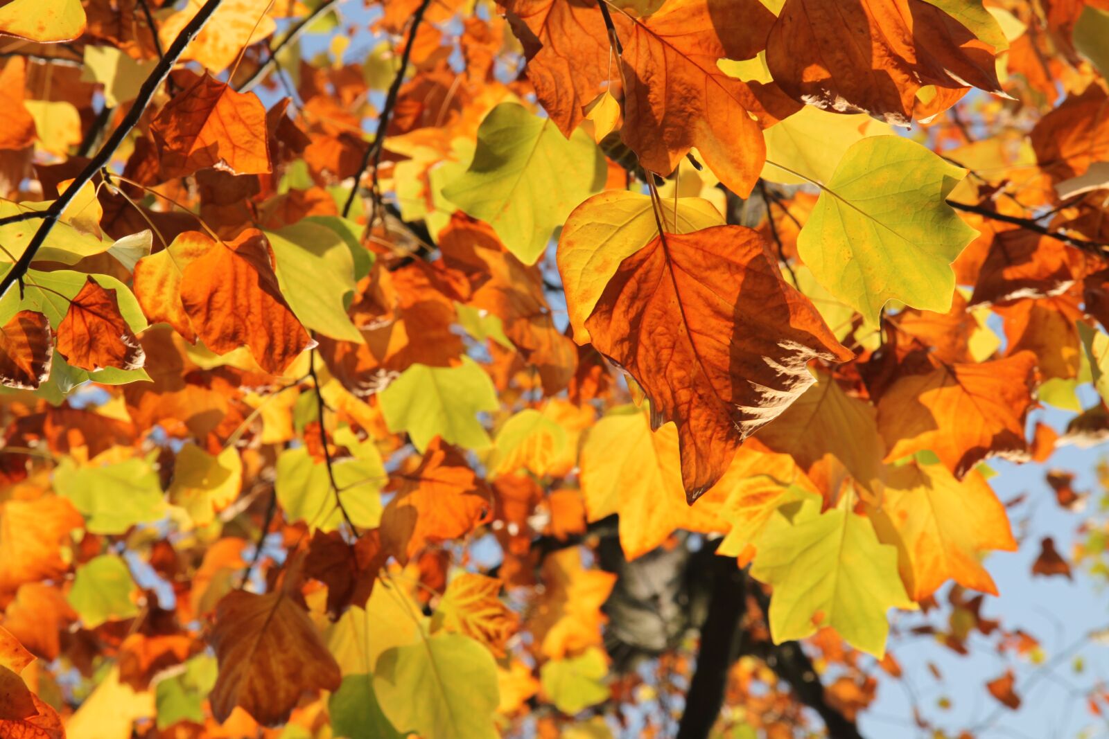 Canon EOS 500D (EOS Rebel T1i / EOS Kiss X3) sample photo. Sheet, leaves, tree photography