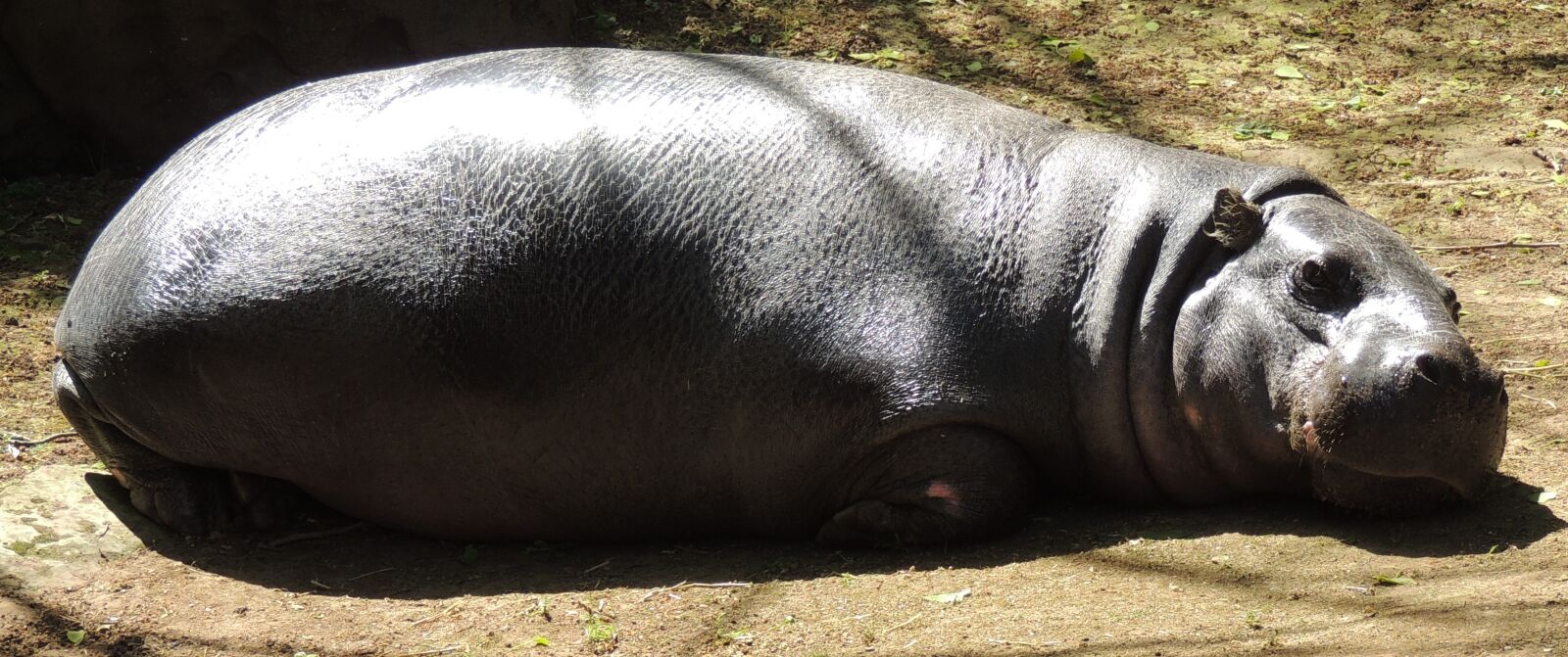 Nikon Coolpix P510 sample photo. Hippo, resting, asleep photography