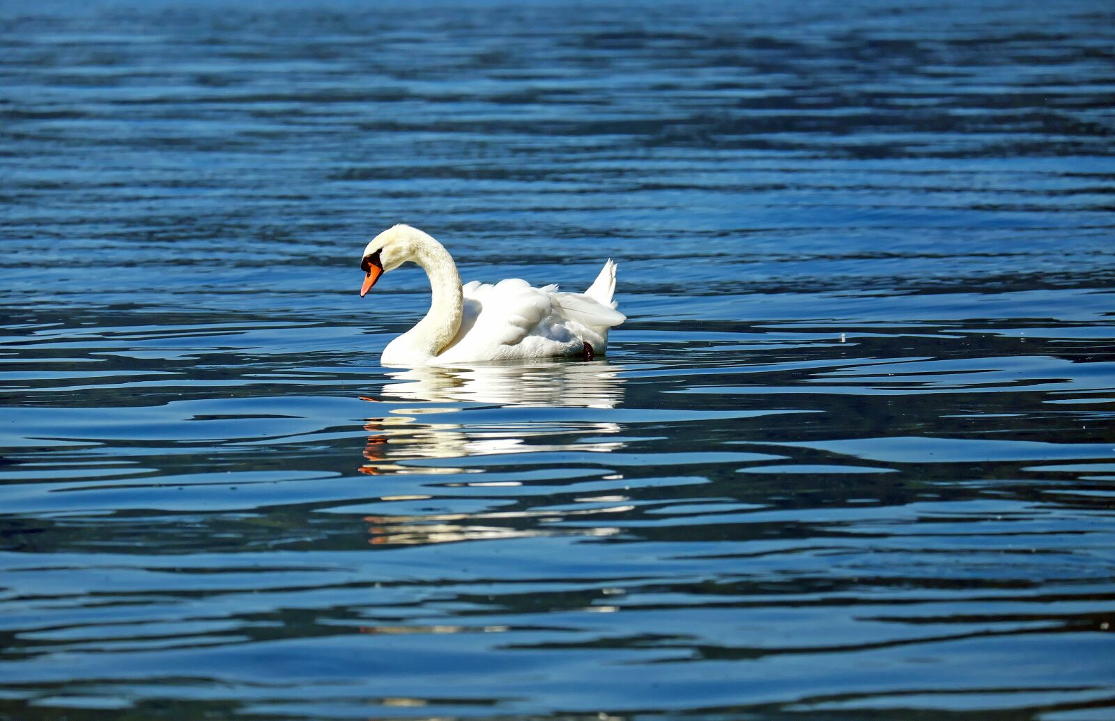 Fujifilm X-T10 + Fujifilm XC 50-230mm F4.5-6.7 OIS sample photo. Swan, animal, water bird photography