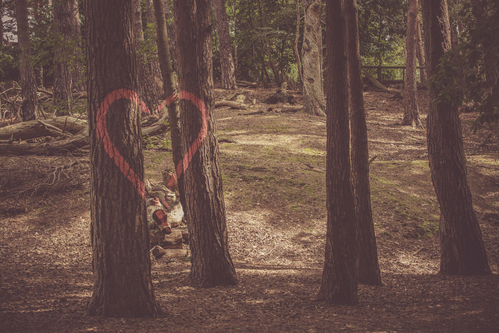 Canon EF 70-200mm F2.8L IS II USM sample photo. Environment, fallen, trees, forest photography