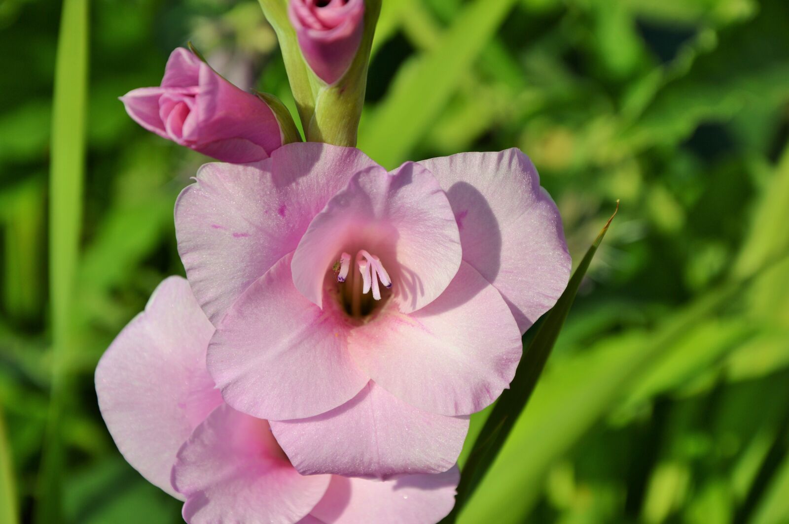 Nikon D3200 sample photo. Gladiolus, gladidus, butterfly greenhouse photography