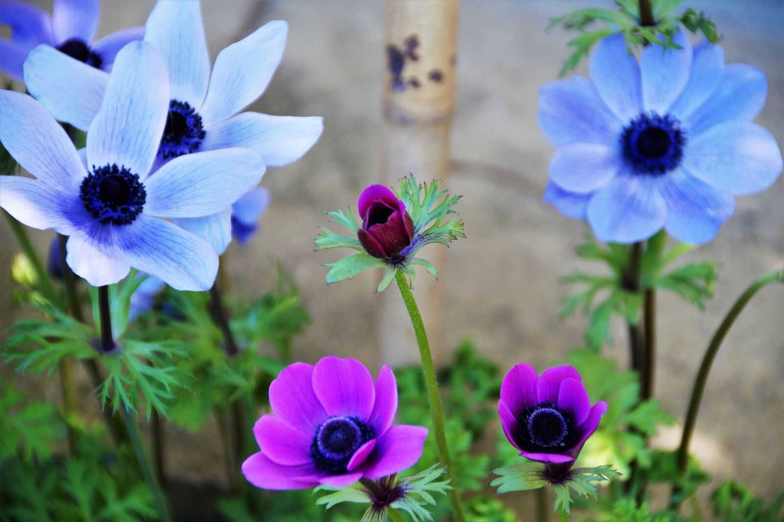 Sony SLT-A58 sample photo. Anemone, věncová, jerusalem photography