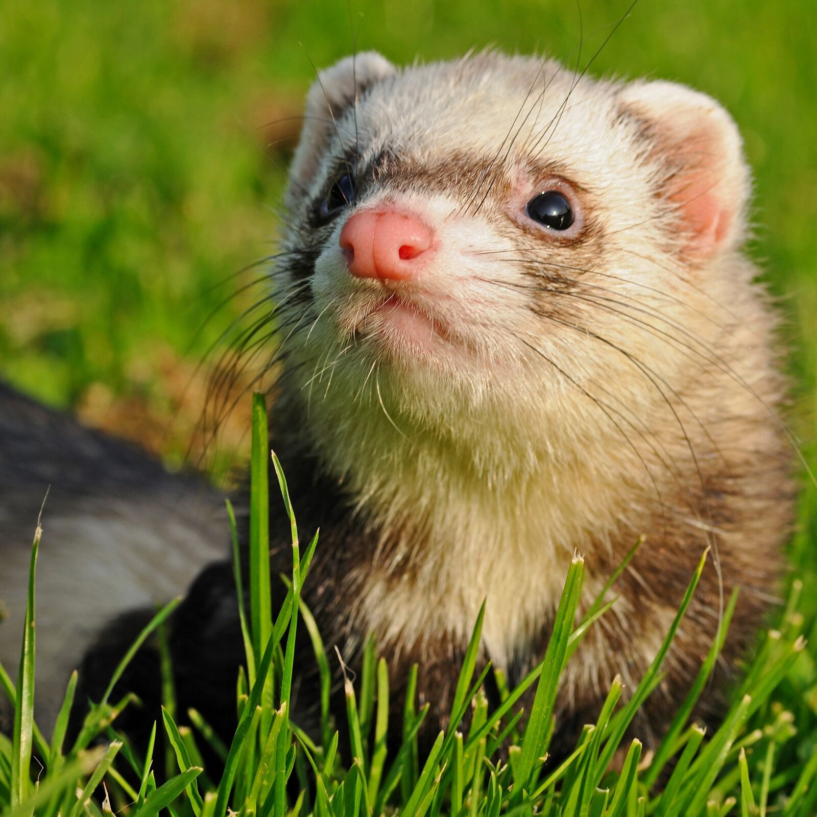 Nikon D300 sample photo. Ferret, animal, grass photography