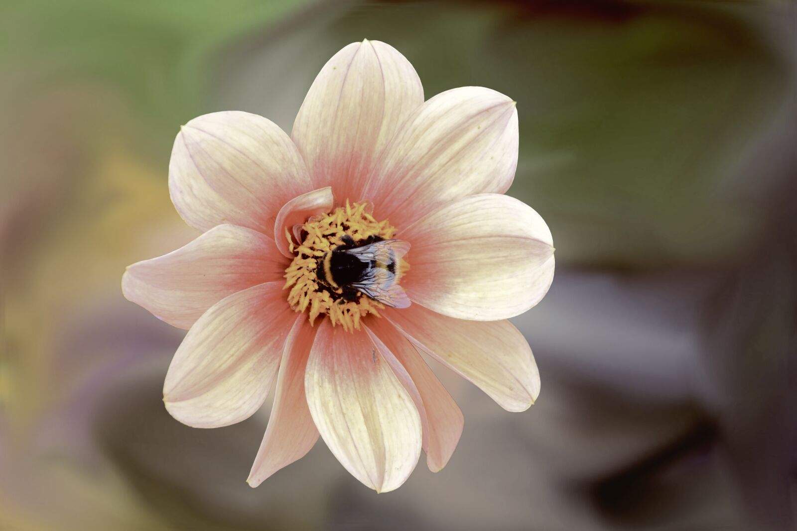 Nikon D5200 sample photo. Flower, blossom, bloom photography