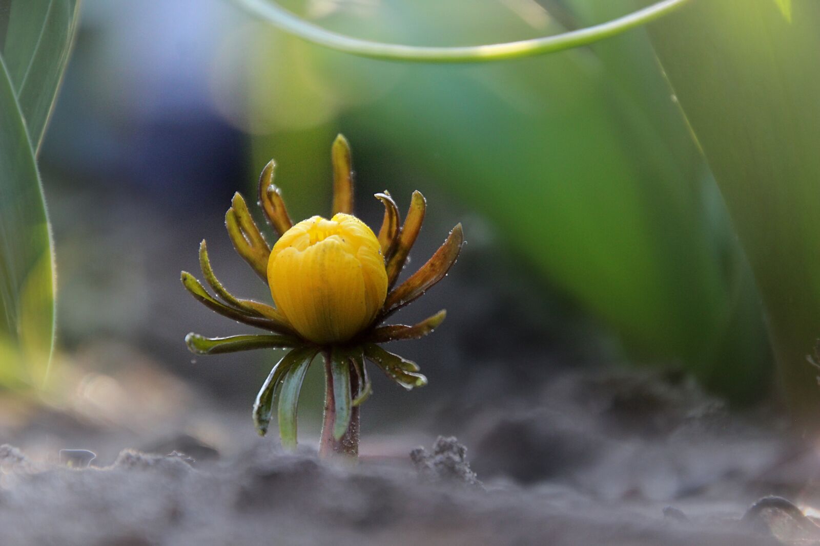 Canon EOS 600D (Rebel EOS T3i / EOS Kiss X5) sample photo. Flower, yellow, spring photography