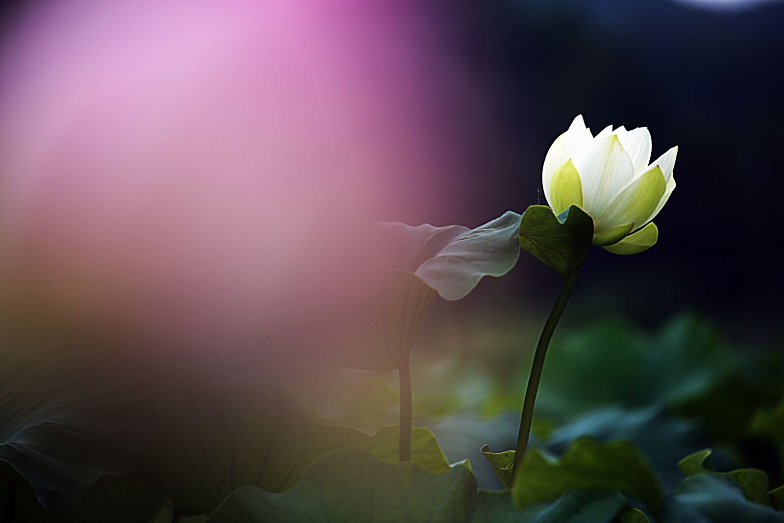 Canon EOS 6D sample photo. Lotus, flowers, kite photography