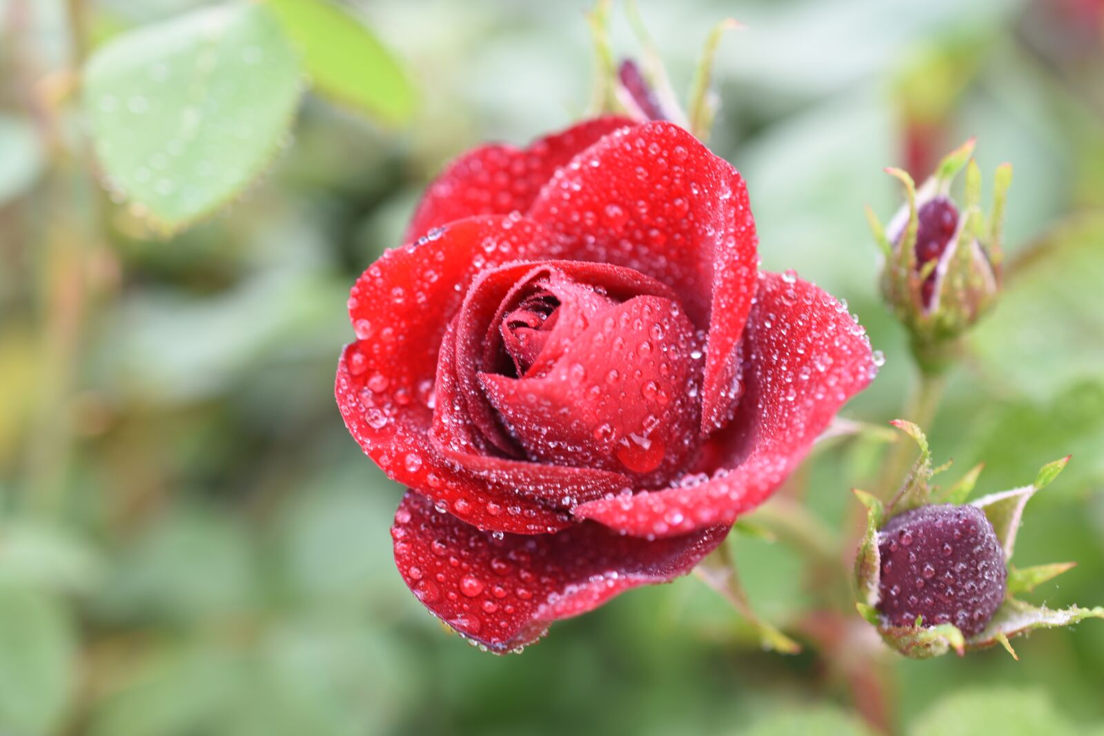 Nikon D7200 sample photo. Rose, trickle, affix photography