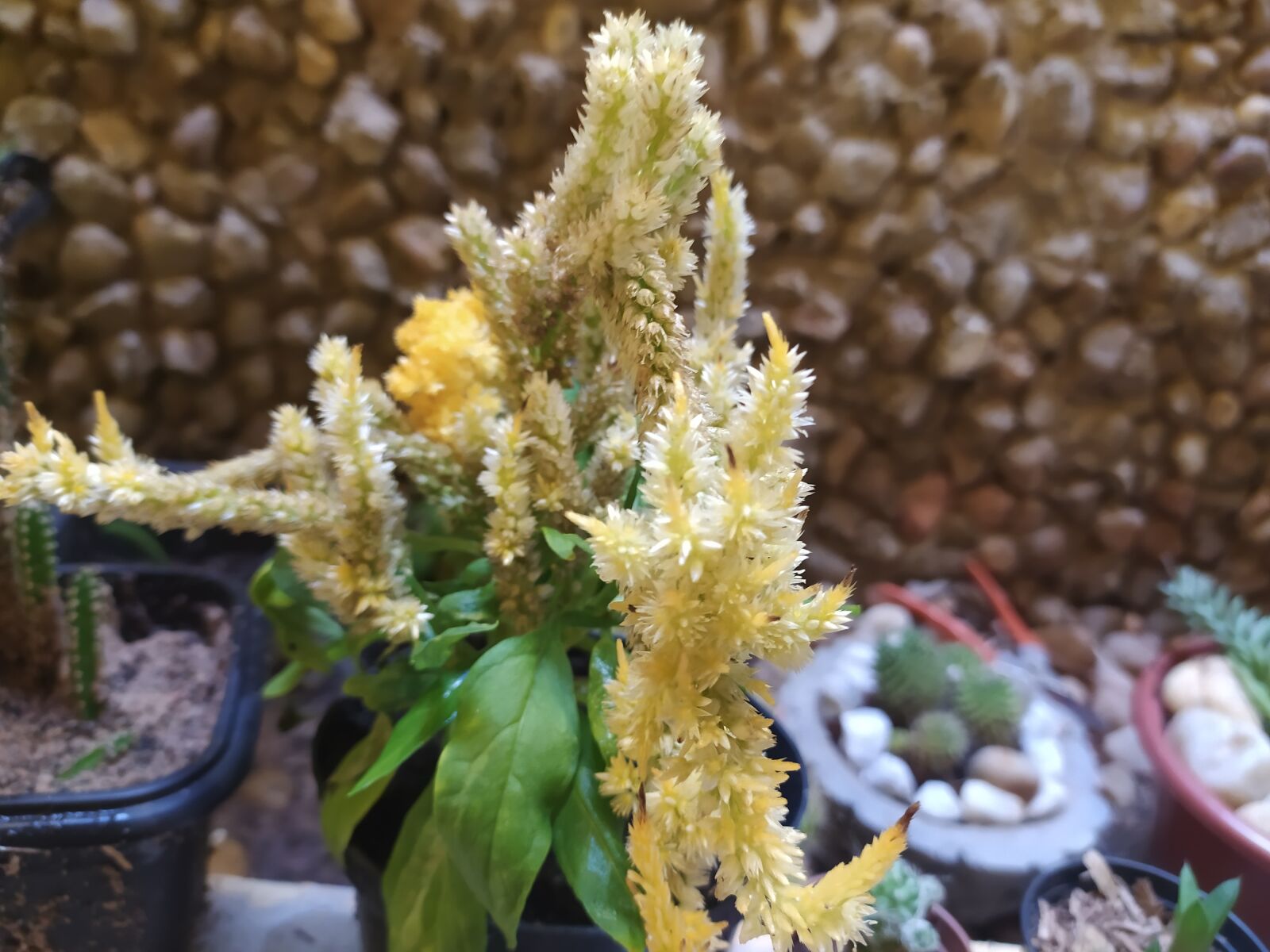 Xiaomi Redmi Note 8 sample photo. Flower, yellow, spring photography
