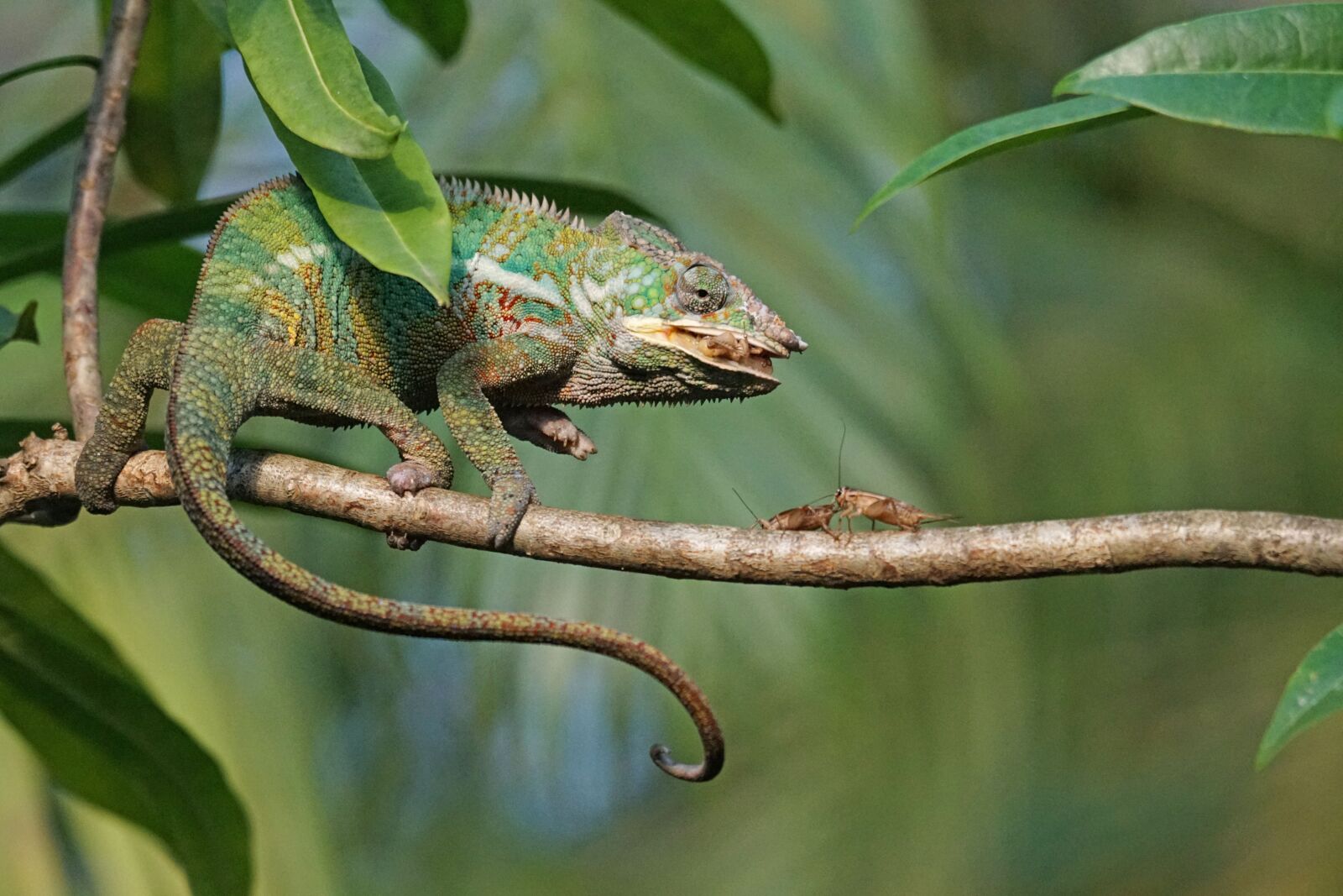 Sony ILCA-77M2 + Sony 70-400mm F4-5.6 G SSM sample photo. Panther chameleon, food, eat photography