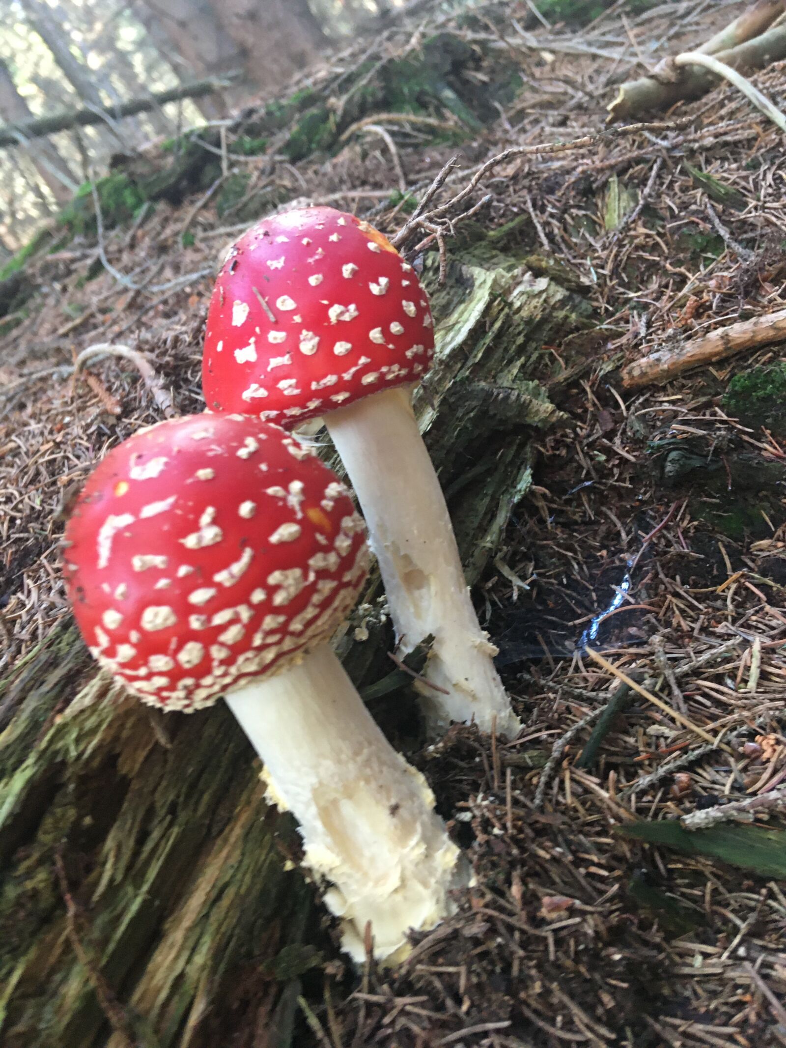 Apple iPhone SE (1st generation) sample photo. Toadstool, mushrooms, forest photography