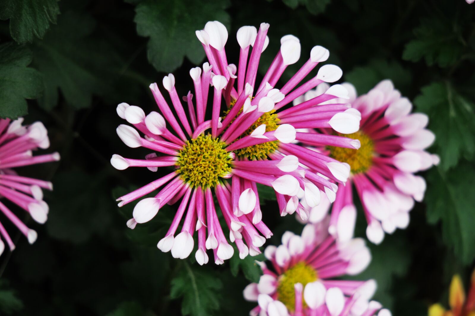 Canon PowerShot G3 X sample photo. Nature, flower, plant photography