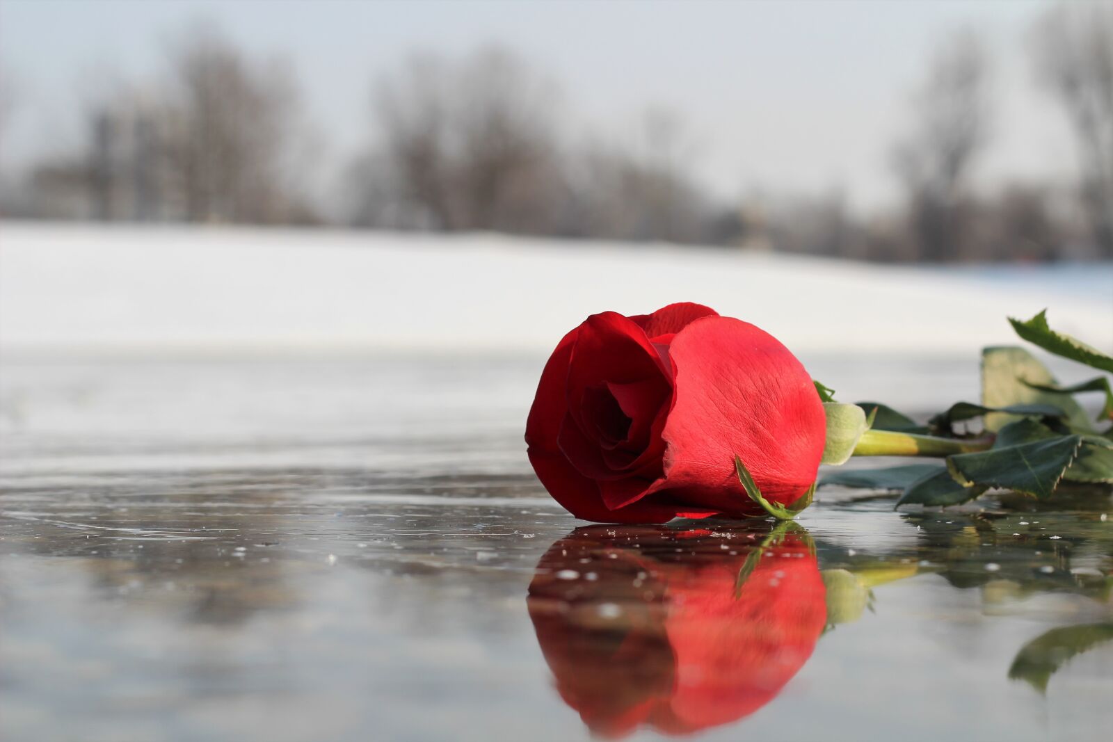 Canon EOS 600D (Rebel EOS T3i / EOS Kiss X5) + Canon EF 50mm F1.8 II sample photo. Red rose on ice photography