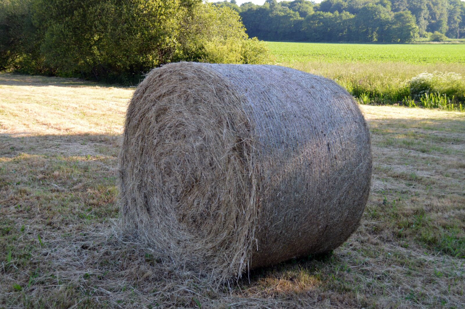 Nikon D3200 sample photo. Straw, roller, harvest photography