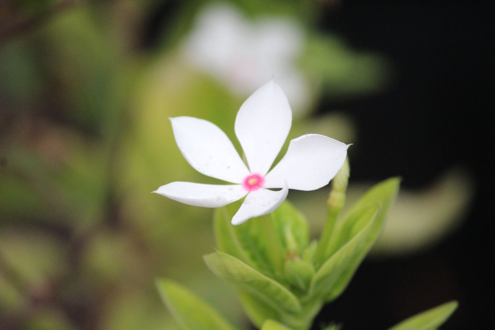 Canon EOS 1300D (EOS Rebel T6 / EOS Kiss X80) sample photo. Vintage, flower, nature photography