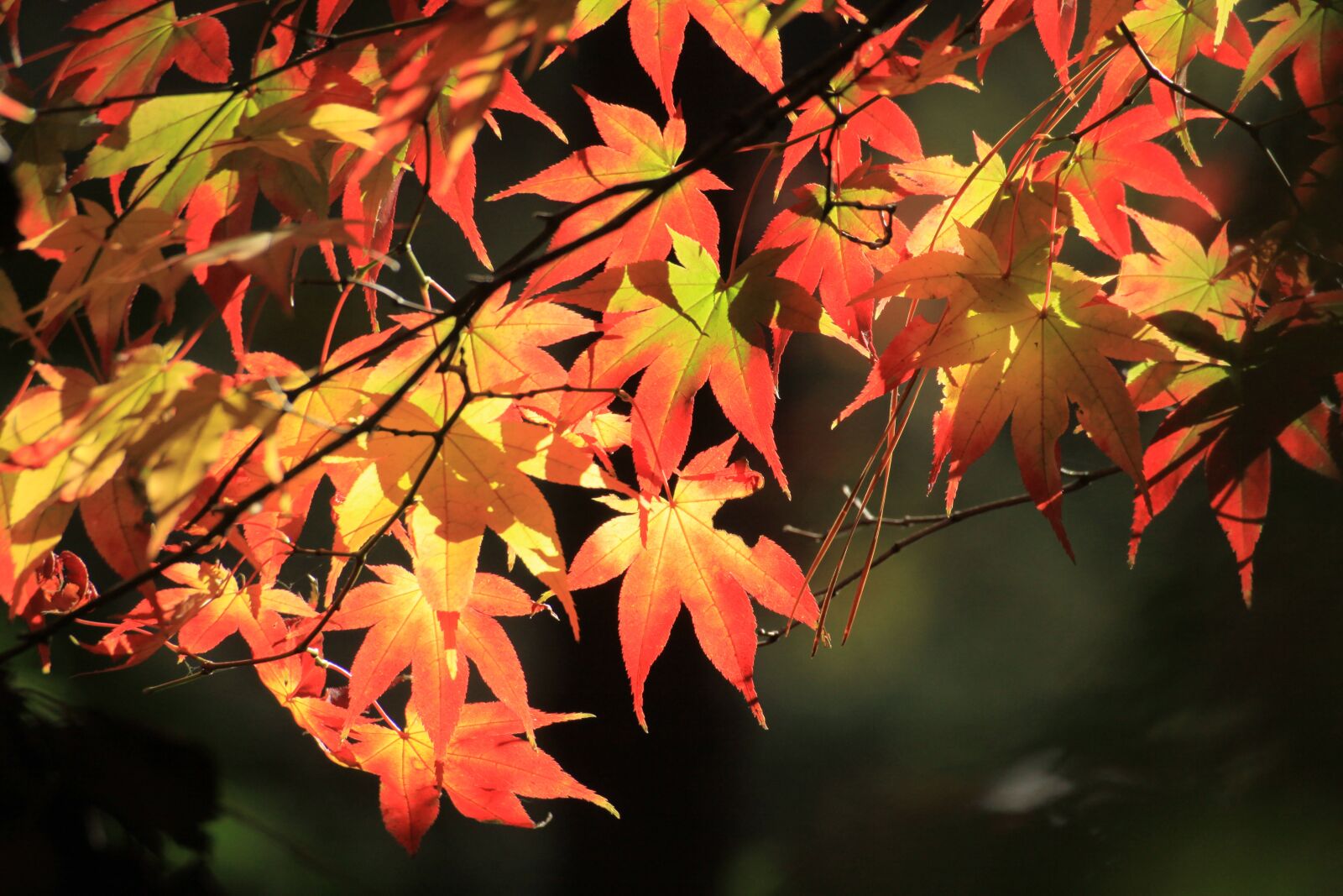 Canon EOS 50D sample photo. Autumn leaves, autumn, the photography