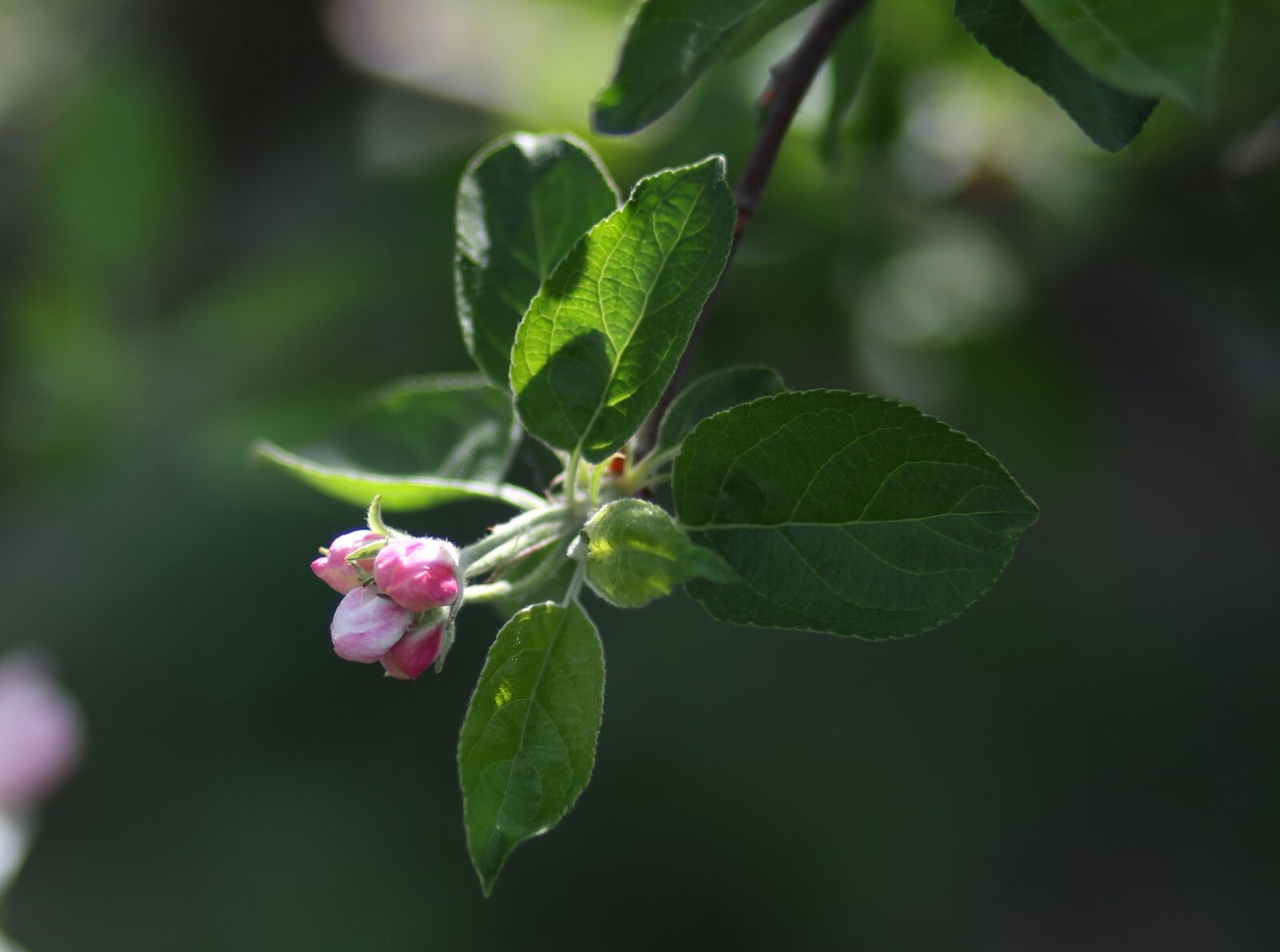 Canon EF 85mm F1.8 USM sample photo. Flowers, white, tree photography