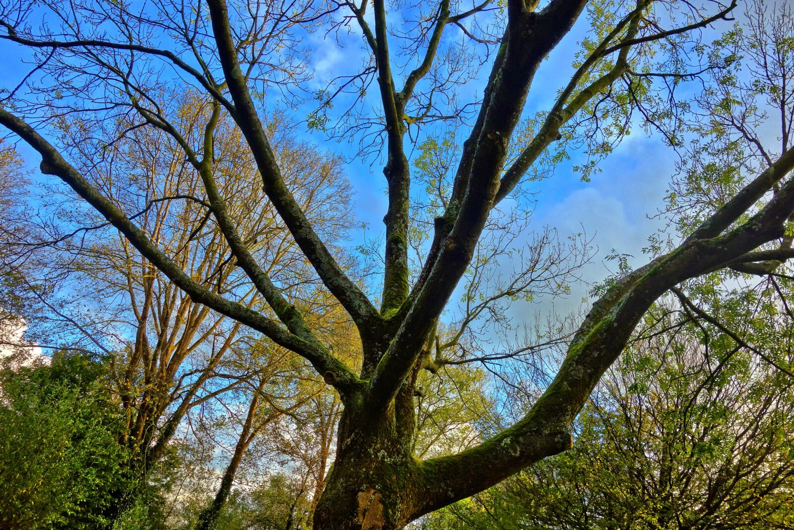 Sony Cyber-shot DSC-RX100 sample photo. Tree, branch, tree top photography