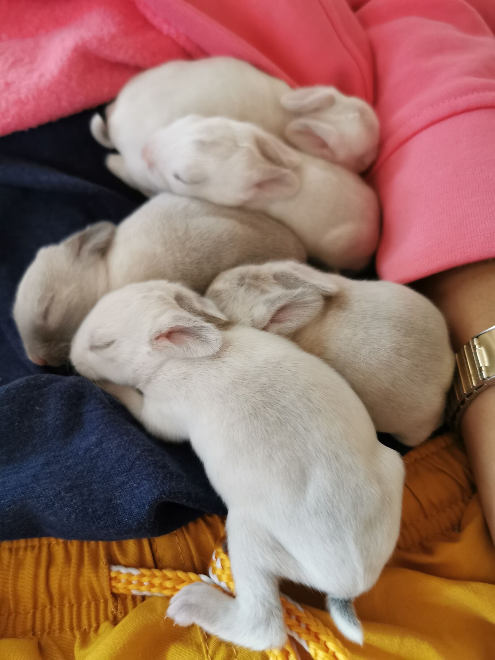 HUAWEI VOG-L29 sample photo. Baby rabbits, rabbits, pets photography