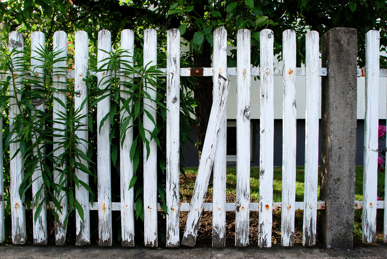 Sigma 18-200mm F3.5-6.3 DC OS HSM sample photo. Broken, picket, fence photography