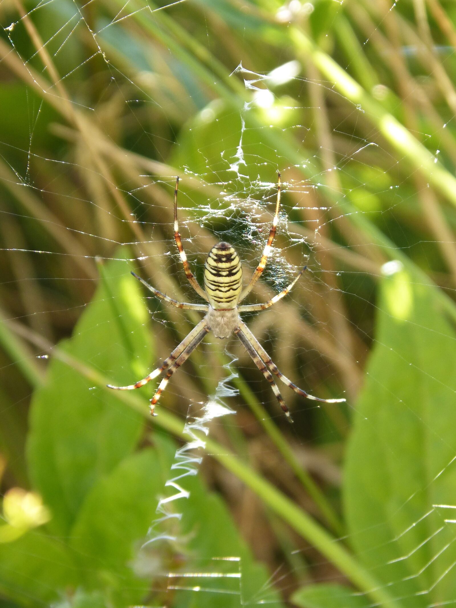Panasonic DMC-FZ62 sample photo. Spider tiger, wasp spider photography