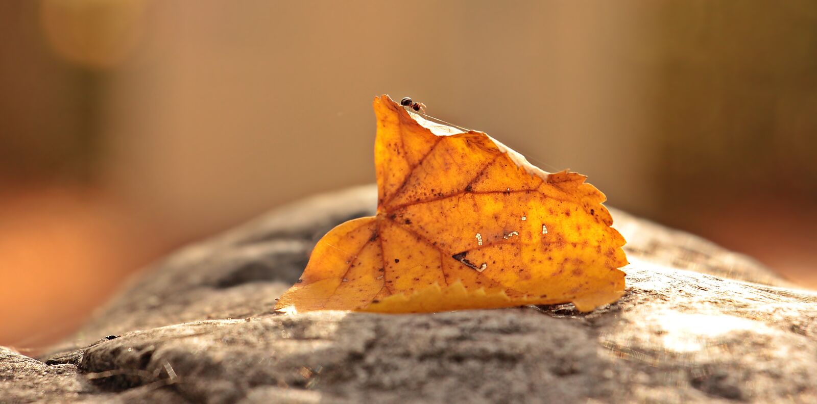 Canon EOS 550D (EOS Rebel T2i / EOS Kiss X4) sample photo. Ant, leaves, foliage leaf photography