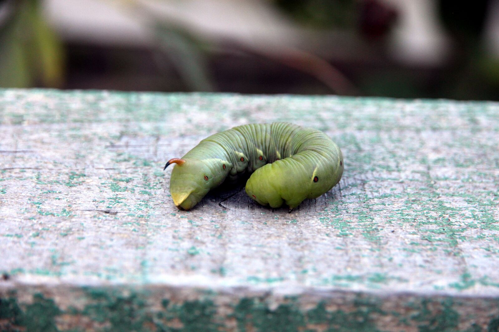 Canon EOS 650D (EOS Rebel T4i / EOS Kiss X6i) sample photo. Caterpillar, hyles, insect photography