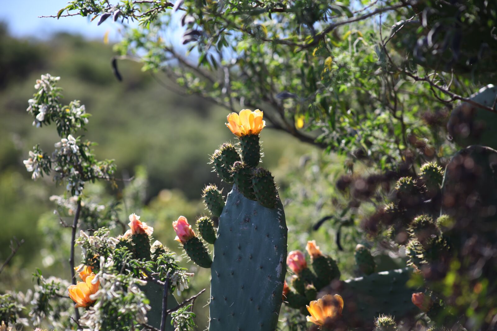 Canon EOS 5D Mark II sample photo. Canary islands, iron, nature photography