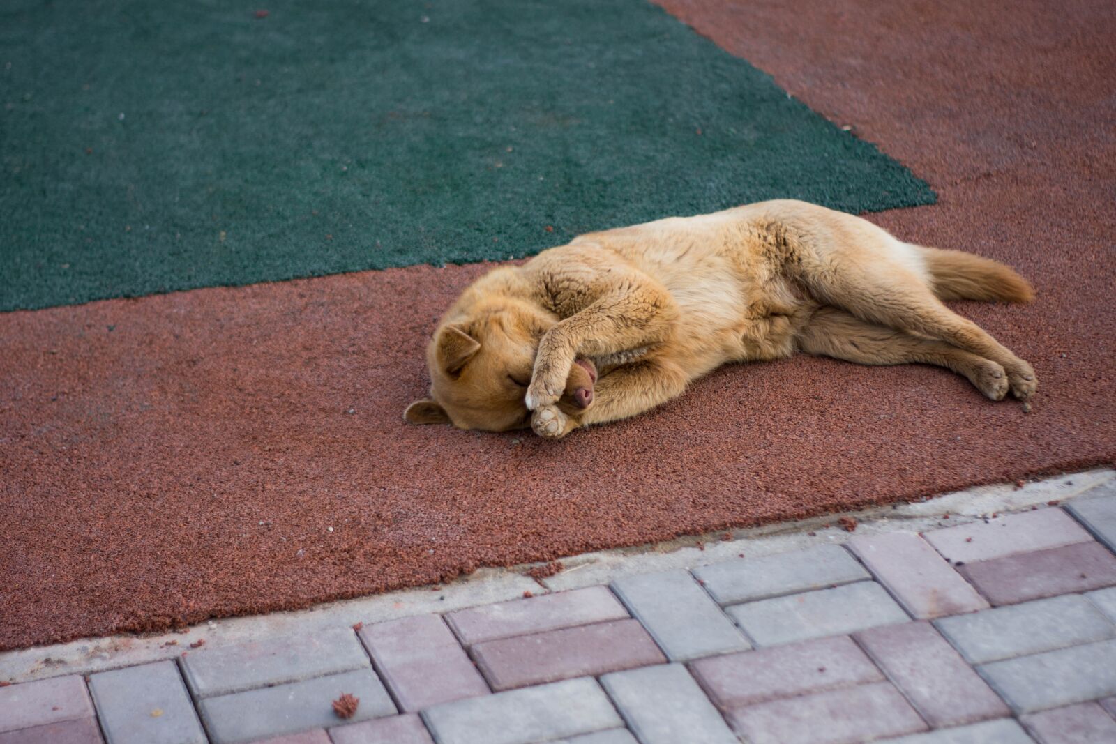 Nikon D3400 sample photo. Dog, dream, puppy photography