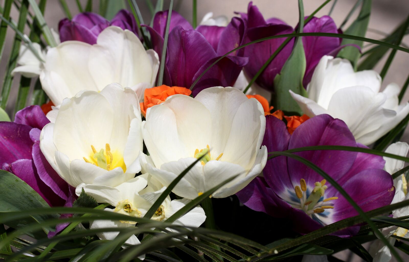 Canon EF-S 60mm F2.8 Macro USM sample photo. Tulips, mov, white photography