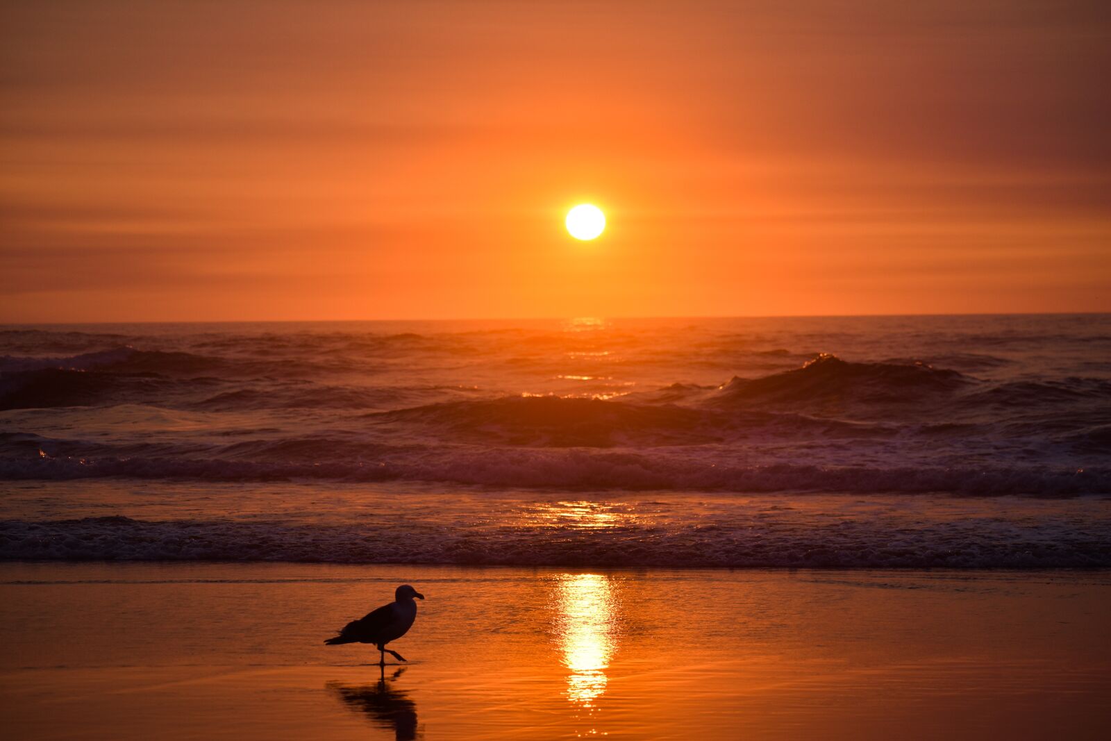 Nikon D3400 sample photo. Pacific, northwest, west coast photography