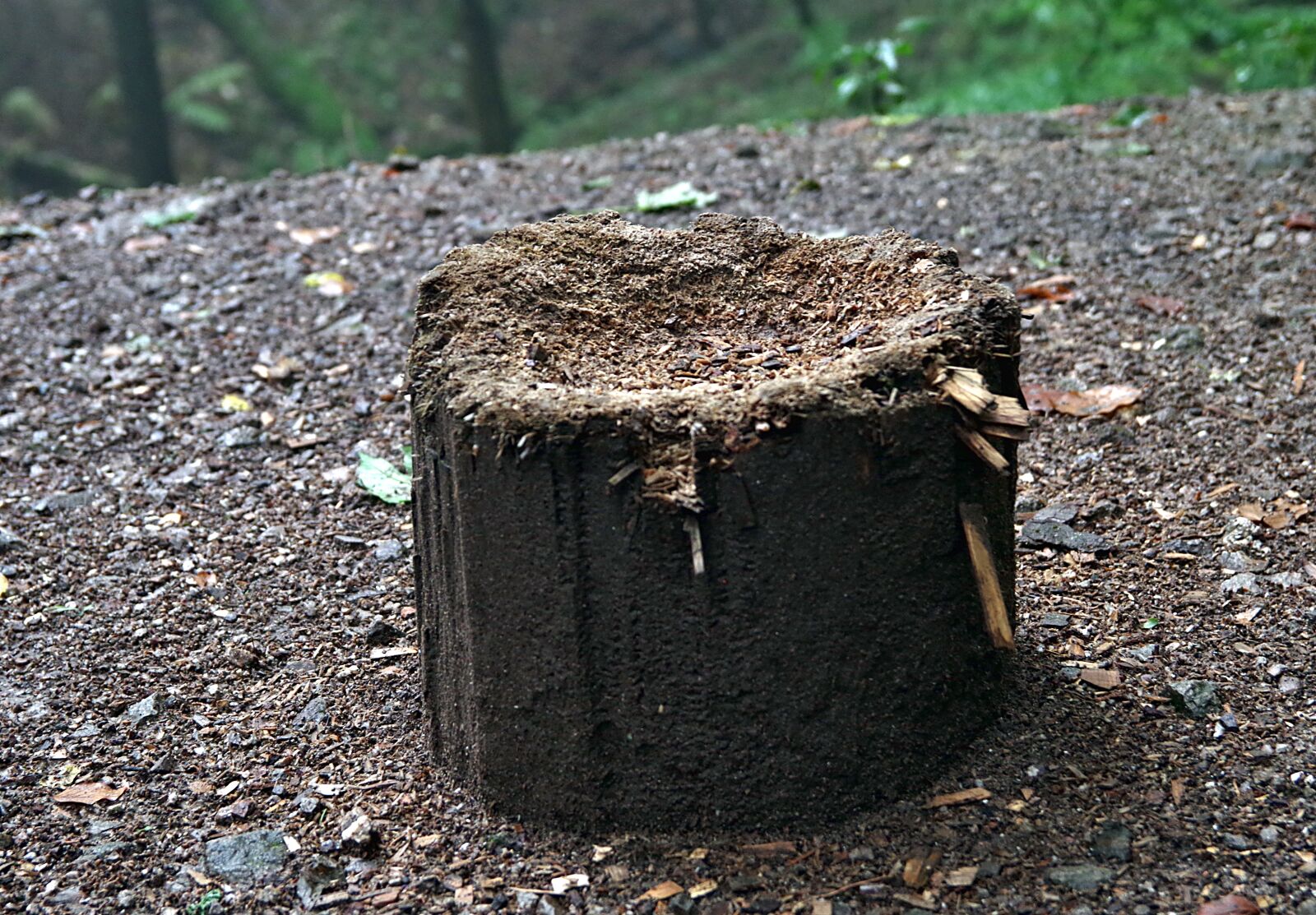 Pentax K-S2 sample photo. Stump, tree, cut photography
