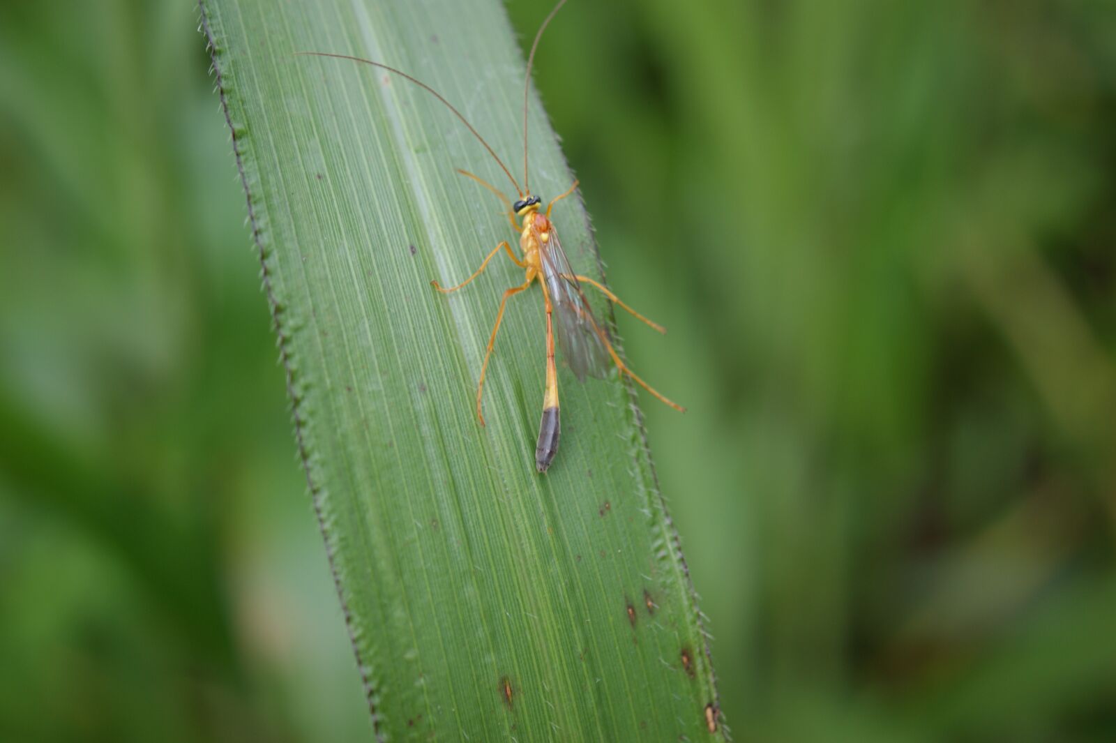 Sony Alpha DSLR-A390 sample photo. Nature, in, the photography