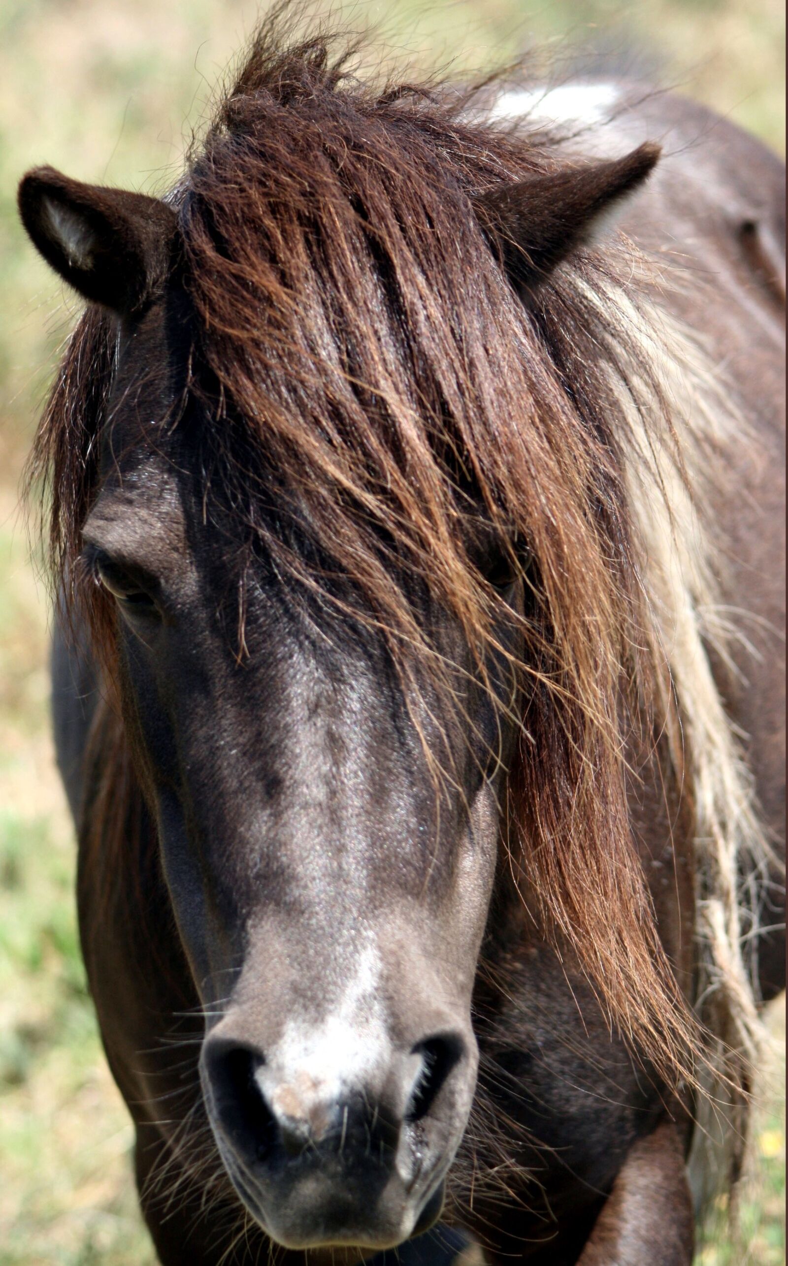Canon EOS 400D (EOS Digital Rebel XTi / EOS Kiss Digital X) sample photo. Horse, animal, stallion photography